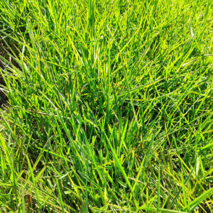 Humidícola (Capim Quicuio o Quicuio da Amazônia)